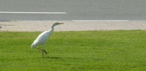 P1200045 Intermediate Egret